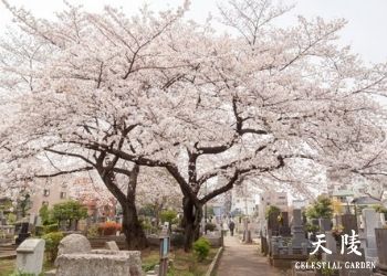 日本與臺灣-喪葬文化大不同